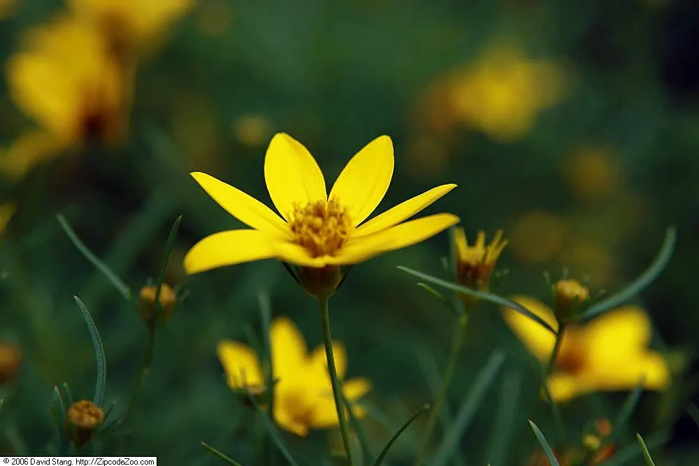 Zagreb Thread Leaf Coreopsis (Coreopsis Verticillata 'Zagreb') — This Coreopsis is ideal for adding a splash of low-maintenance color to borders