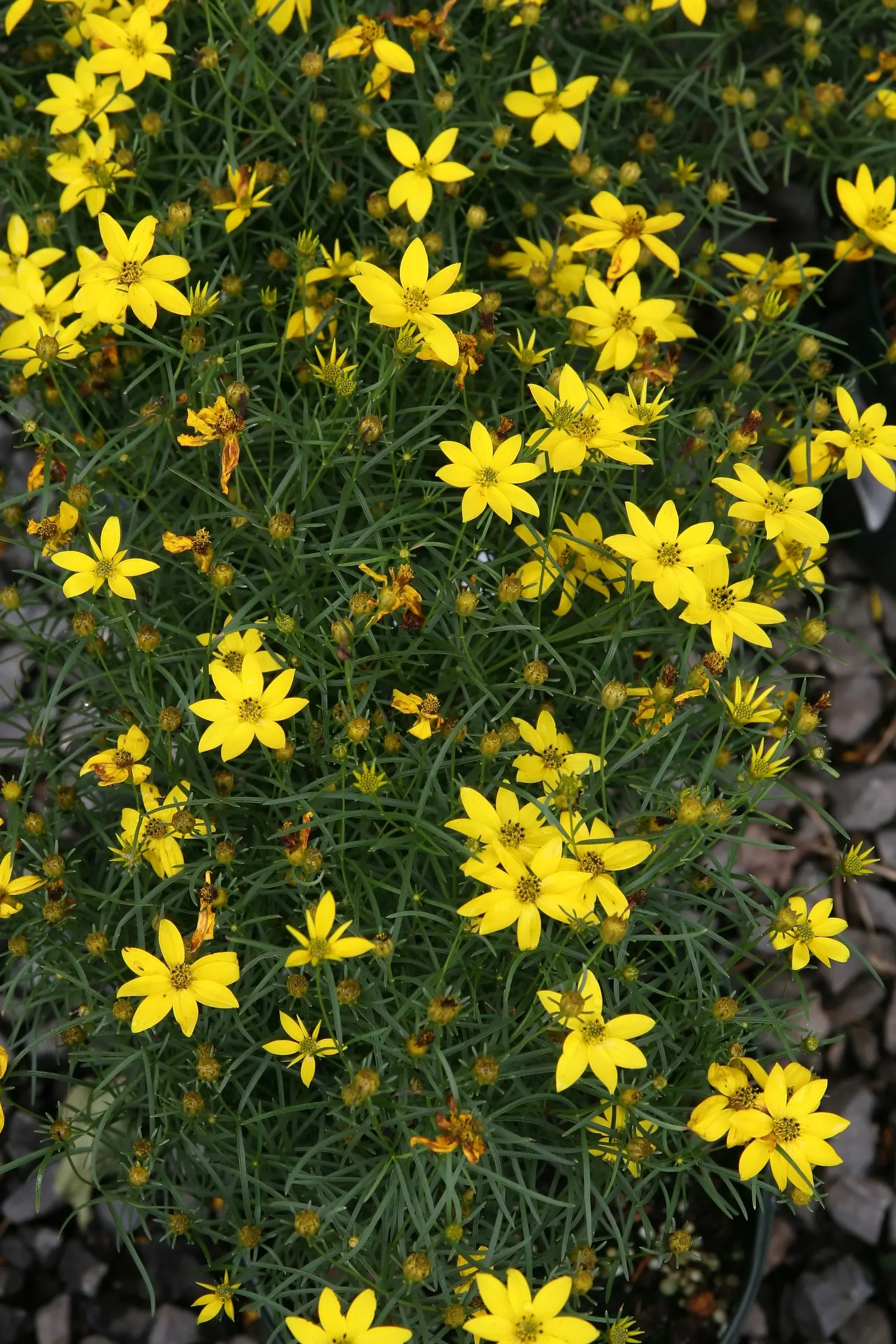 Zagreb Thread Leaf Coreopsis (Coreopsis Verticillata 'Zagreb') — This hardy plant reaches a height of 18 to 24 inches and spreads 18 to 24 inches wide