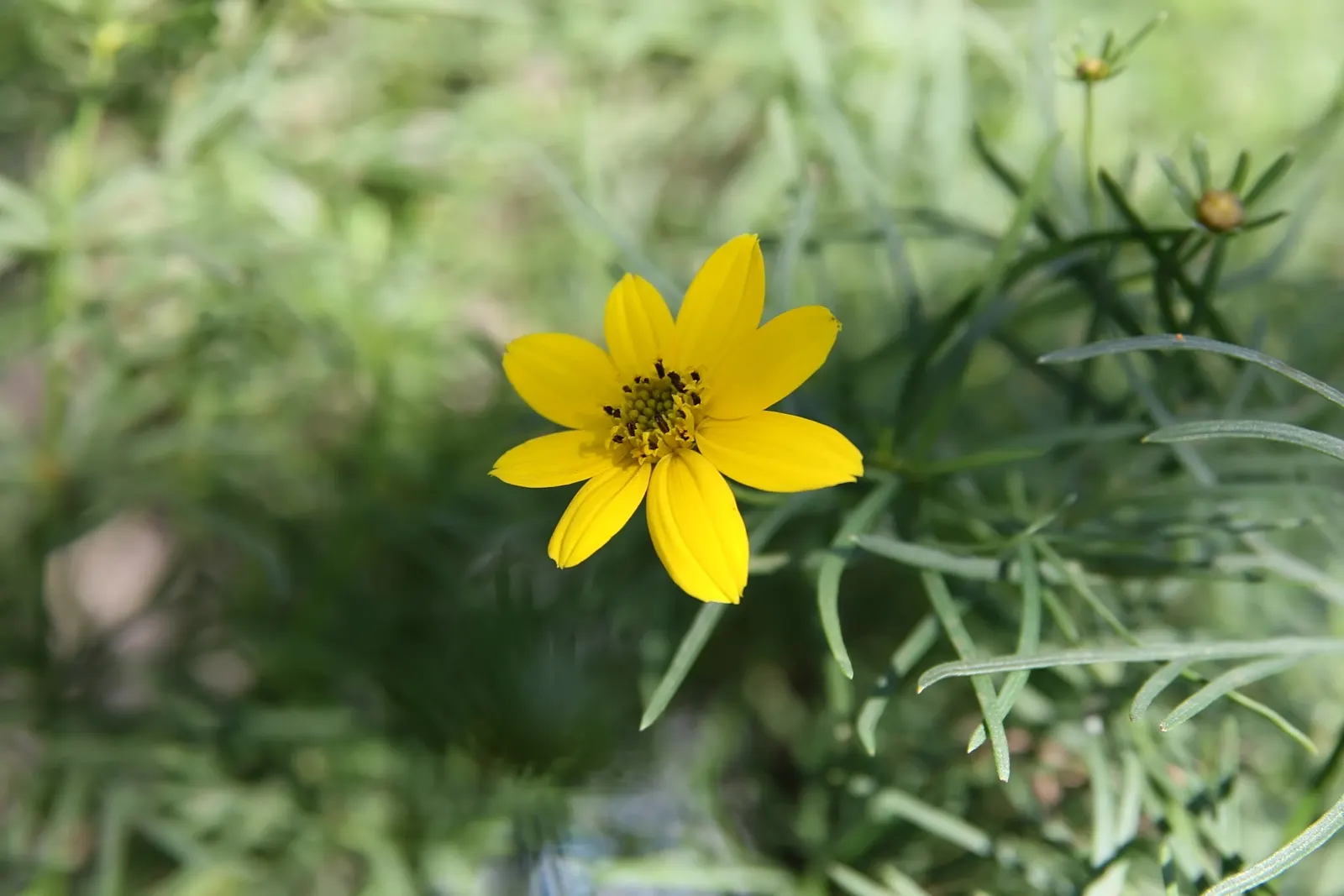 Zagreb Thread Leaf Coreopsis (Coreopsis Verticillata 'Zagreb') — features a profusion of bright