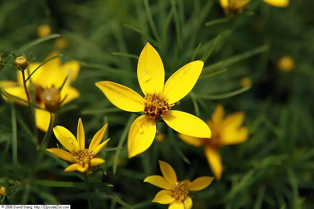 Zagreb Thread Leaf Coreopsis (Coreopsis Verticillata 'Zagreb') — thriving in USDA zones 3-9