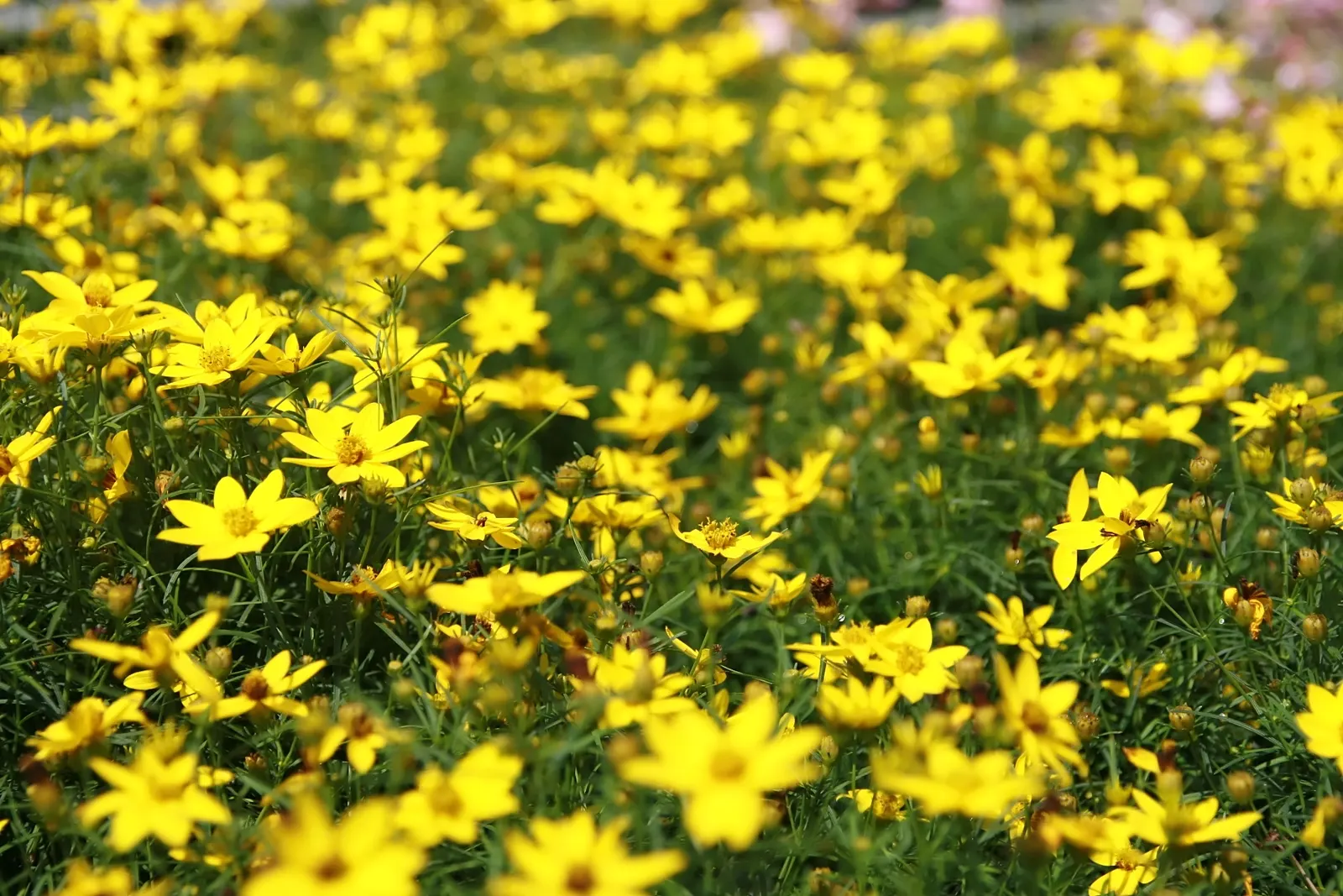 Zagreb Thread Leaf Coreopsis (Coreopsis Verticillata 'Zagreb') — offers a vibrant and enduring splash of color to any landscape design