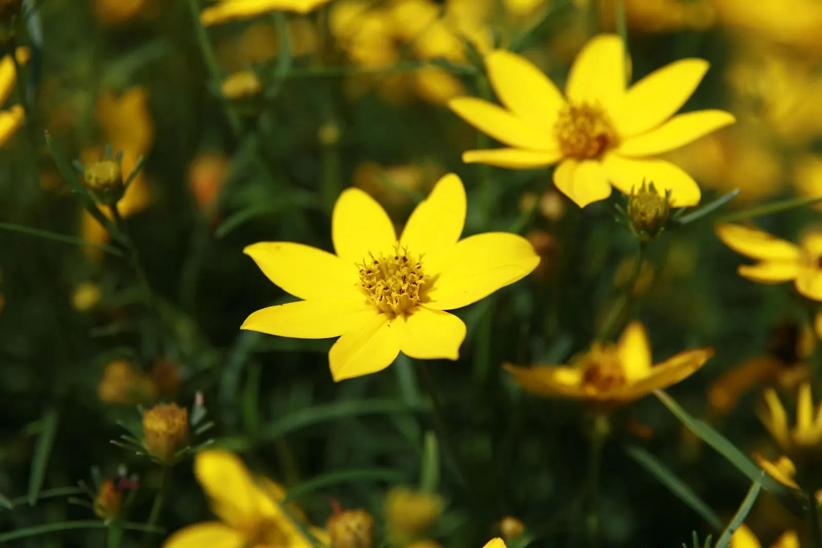 Zagreb Thread Leaf Coreopsis (Coreopsis Verticillata 'Zagreb') — reaching heights of 15 to 18 inches and spreading out to about 12 to 18 inches in width