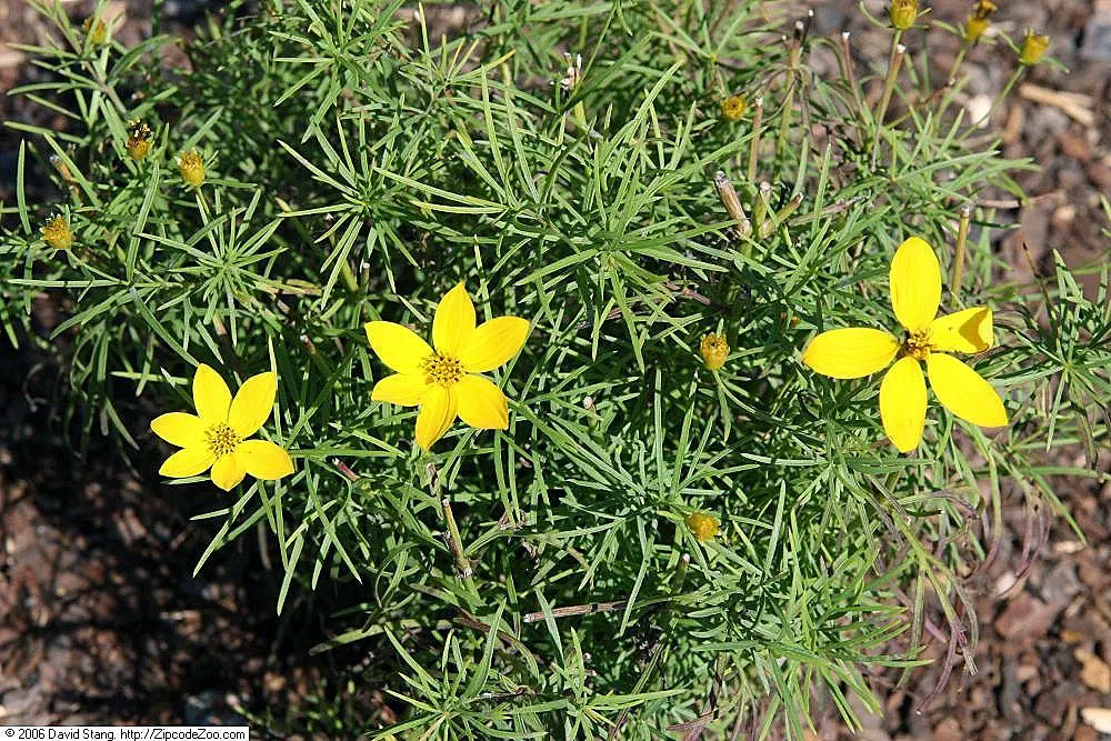 Zagreb Thread Leaf Coreopsis (Coreopsis Verticillata 'Zagreb') — scientifically named Coreopsis verticillata 'Zagreb'
