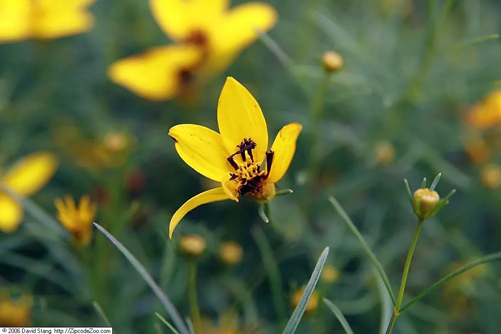 Zagreb Thread Leaf Coreopsis (Coreopsis Verticillata 'Zagreb') — Drought-tolerant once established
