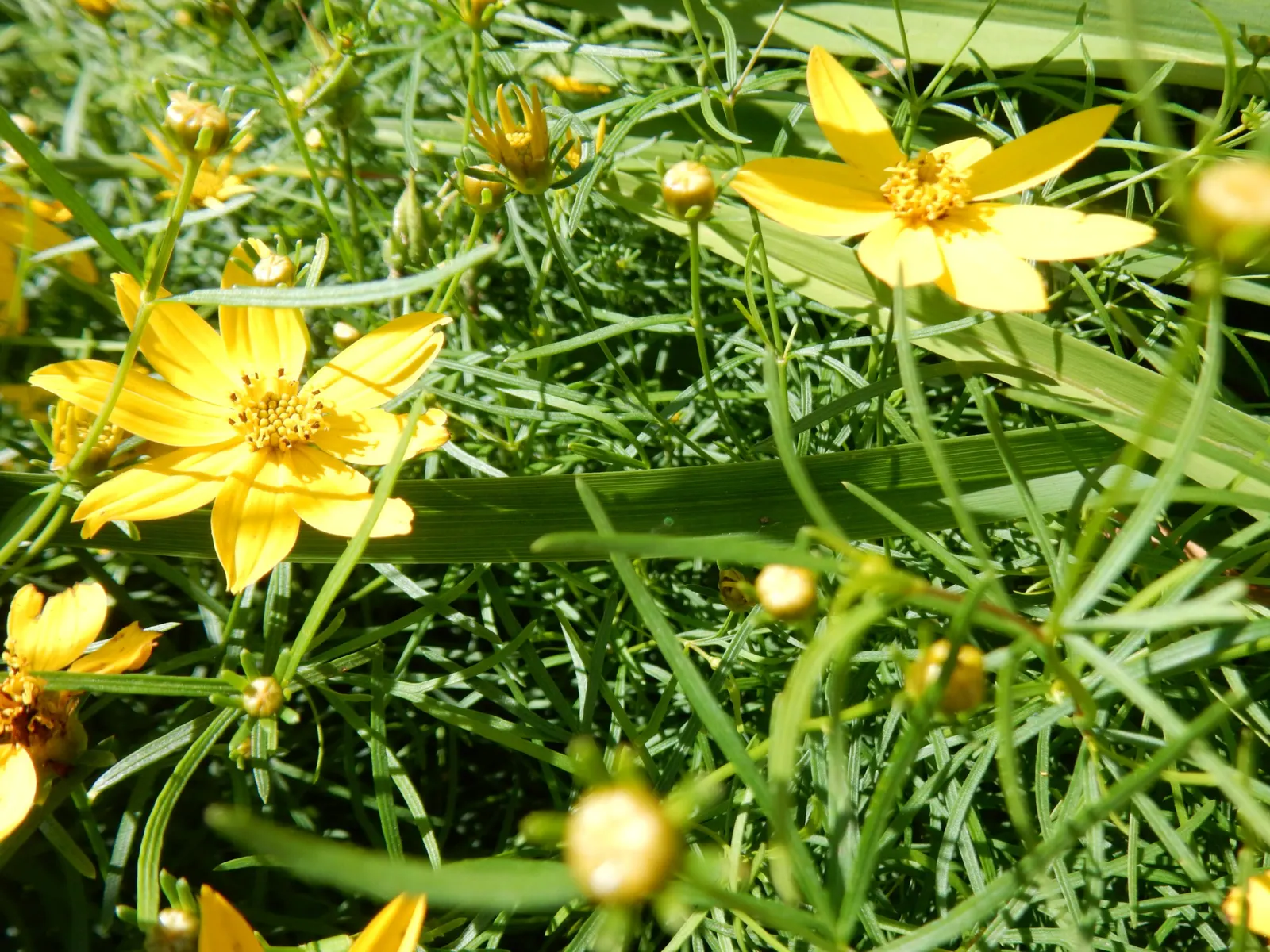 Zagreb Thread Leaf Coreopsis (Coreopsis Verticillata 'Zagreb') — golden-yellow blooms and fine