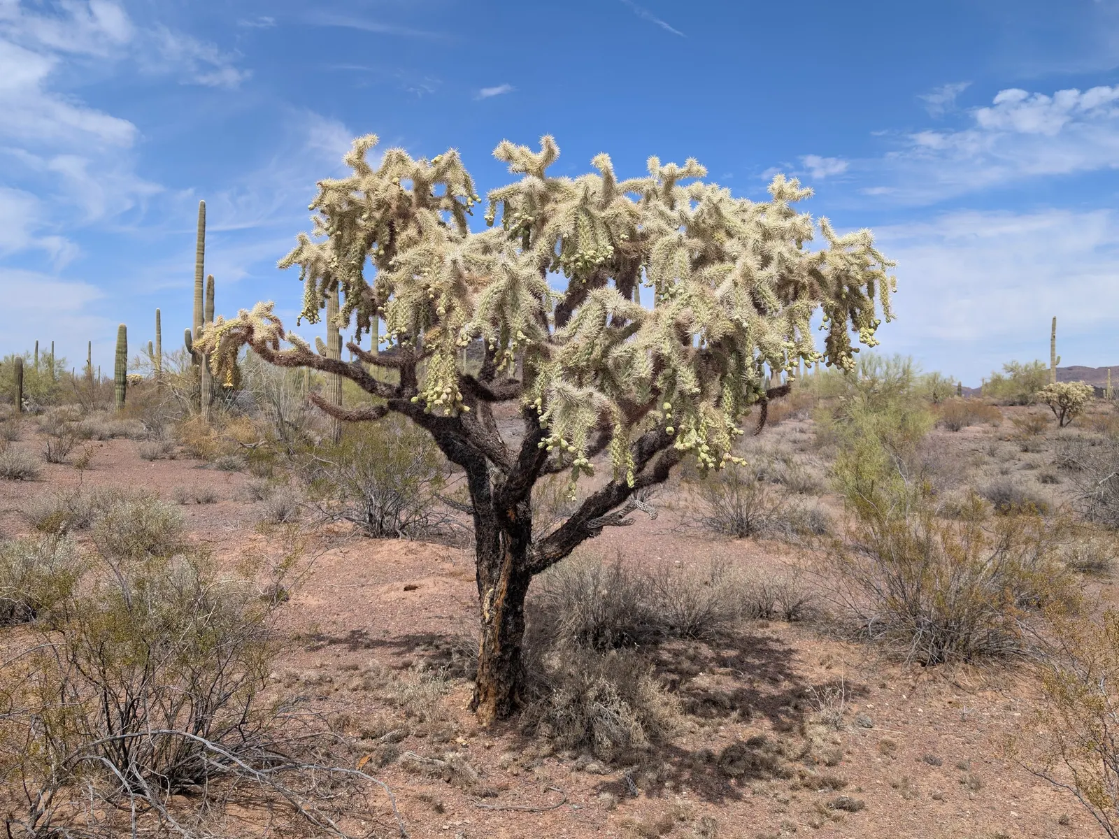 Jumping Cactus, Chainfruit Cholla (Opuntia Fulgida) — Its branches exhibit a cascading chain of hanging fruits year-round, giving it a distinctive, image 22