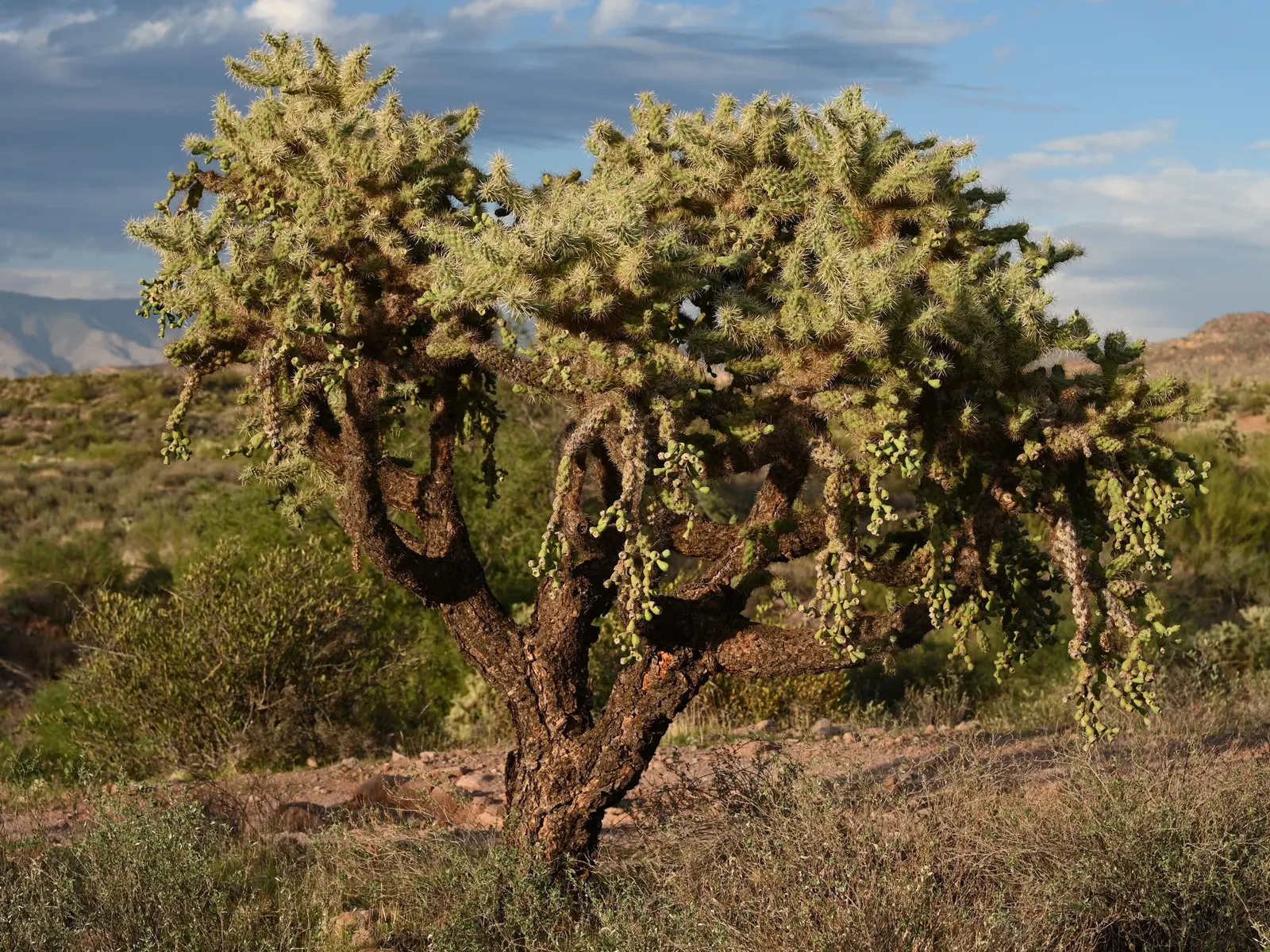 Jumping Cactus, Chainfruit Cholla (Opuntia Fulgida) — hence the name "Chainfruit." These fruits persist on the plant