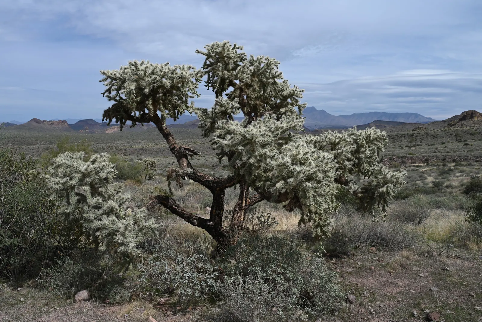 Jumping Cactus, Chainfruit Cholla (Opuntia Fulgida) — It blossoms between late spring and early summer