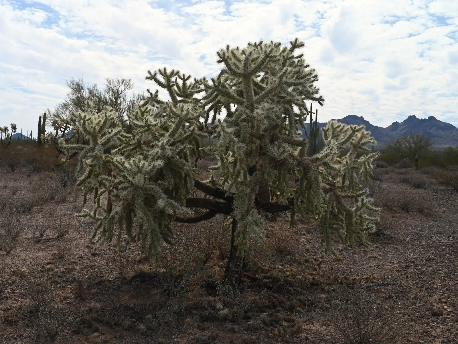 Jumping Cactus, Chainfruit Cholla (Opuntia Fulgida) — The plant thrives under full sunlight and in well-draining soil