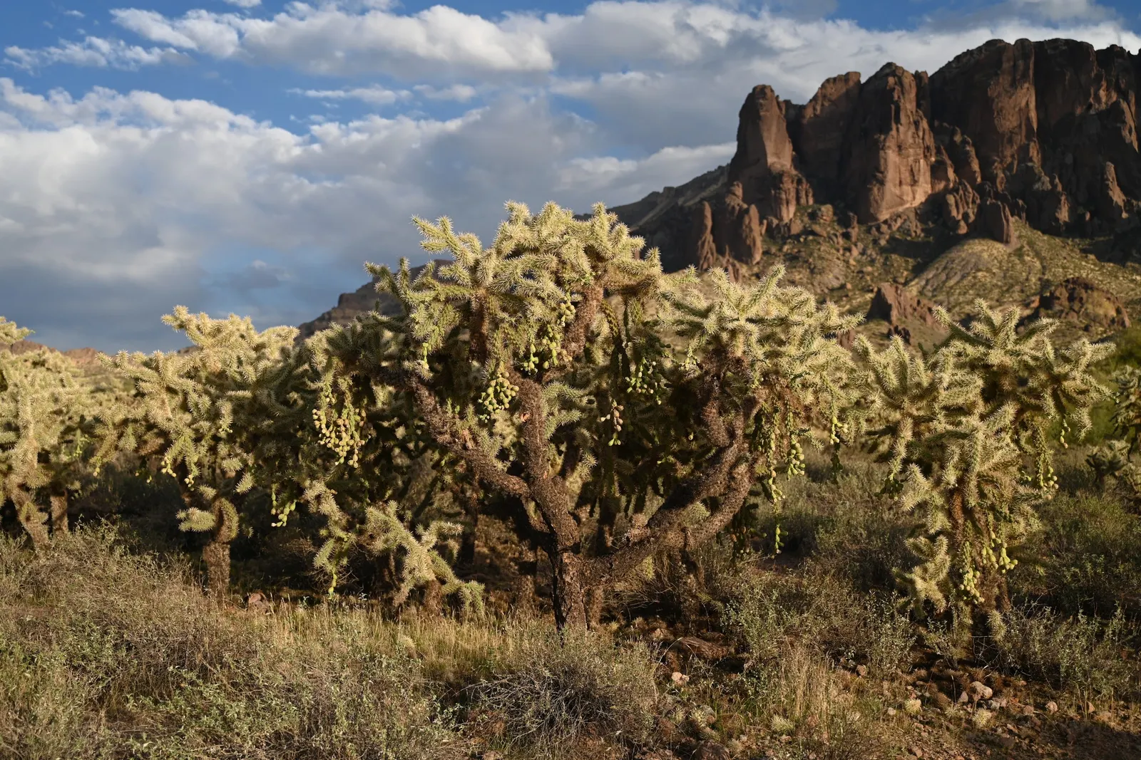 Jumping Cactus, Chainfruit Cholla (Opuntia Fulgida) — often colloquially referred to as the Jumping Cactus