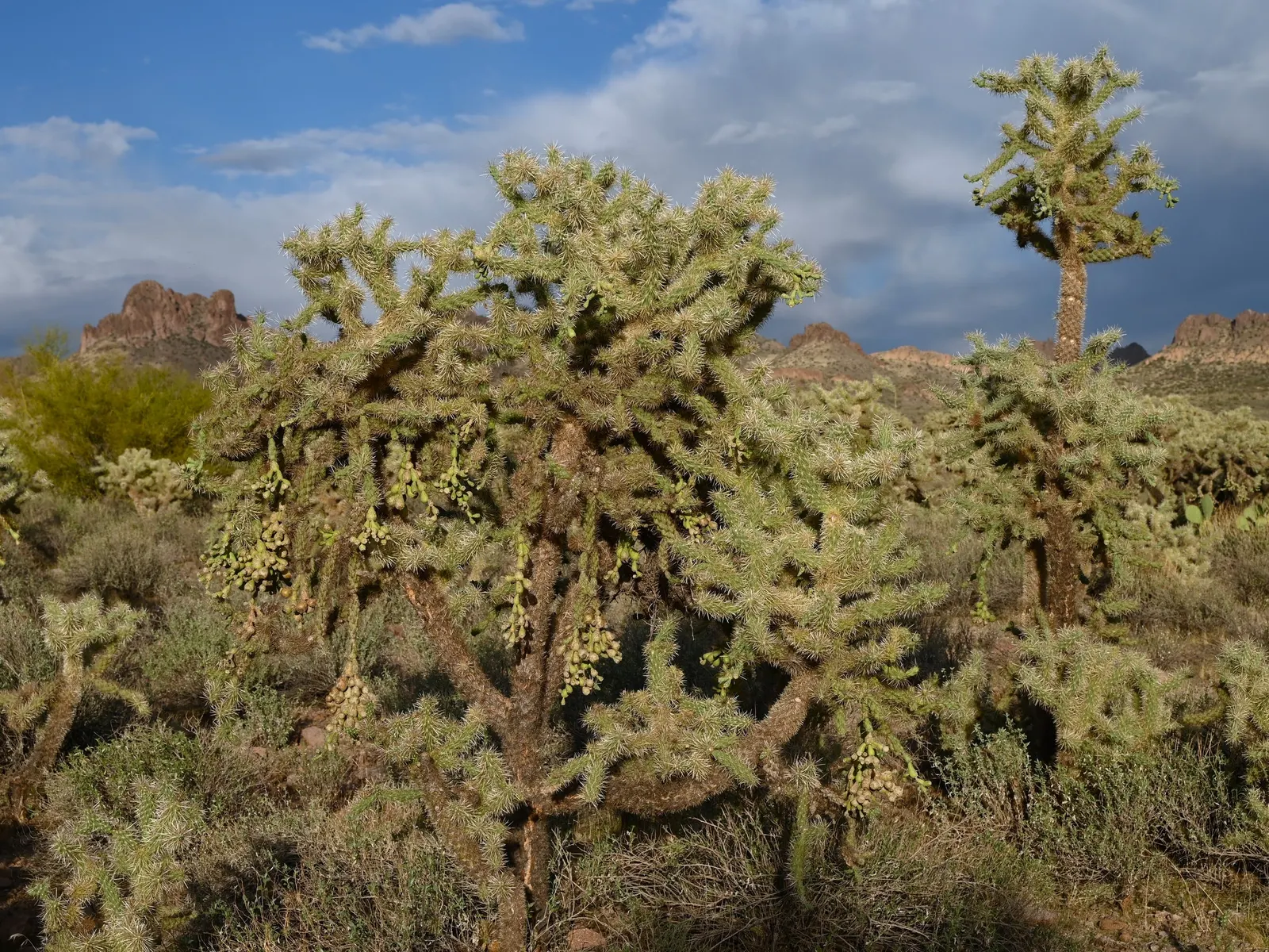 Jumping Cactus, Chainfruit Cholla (Opuntia Fulgida) — It propagates easily from stem cuttings