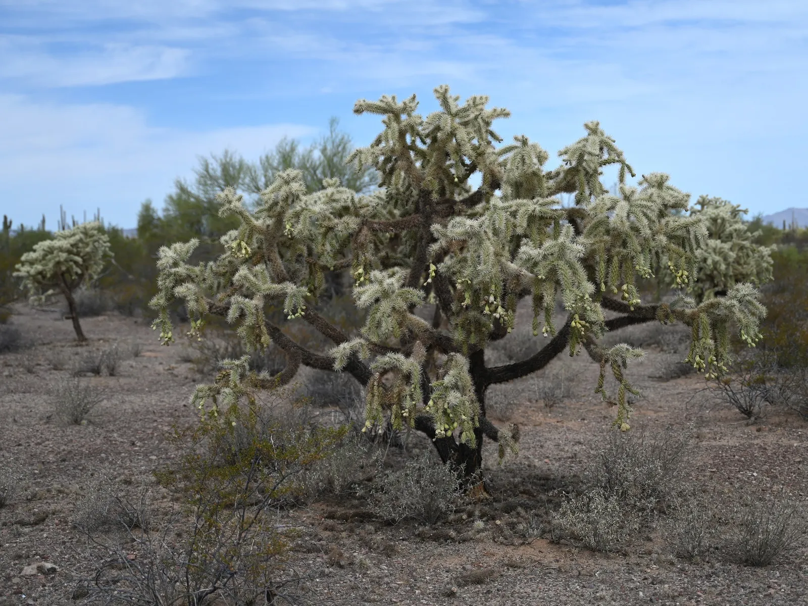 Jumping Cactus, Chainfruit Cholla (Opuntia Fulgida) — Hardy to 10&deg;F, it's a low-water-use plant perfect for xeriscapes