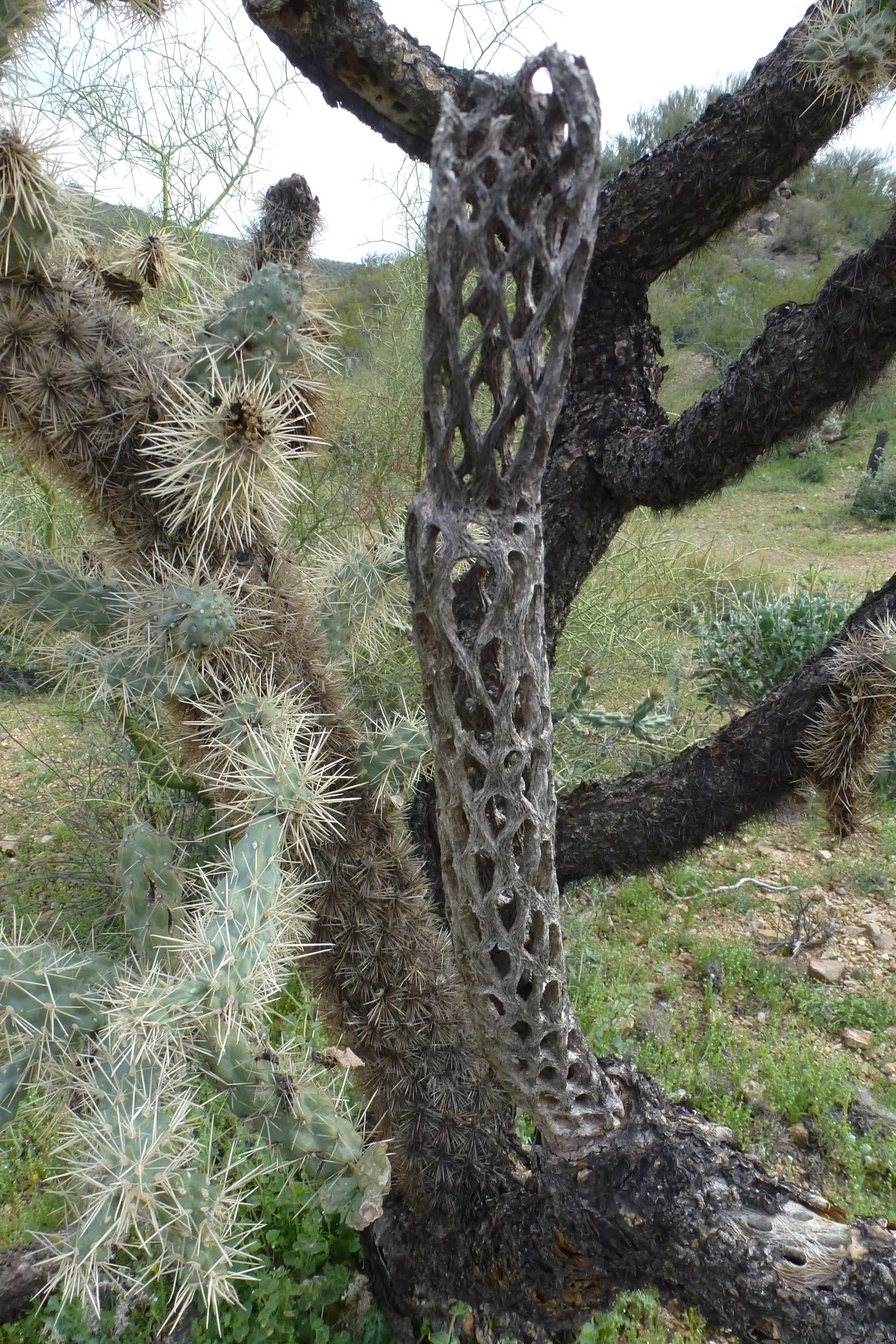Jumping Cactus, Chainfruit Cholla (Opuntia Fulgida) — cactus / shrub / succulent for full or half