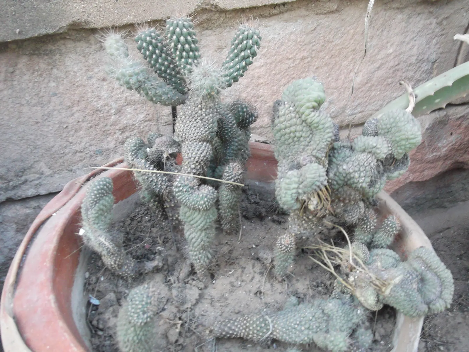 Jumping Cactus, Chainfruit Cholla (Opuntia Fulgida) — which have a remarkable tendency to \'jump\' or attach to passersby with the slightest touch; it