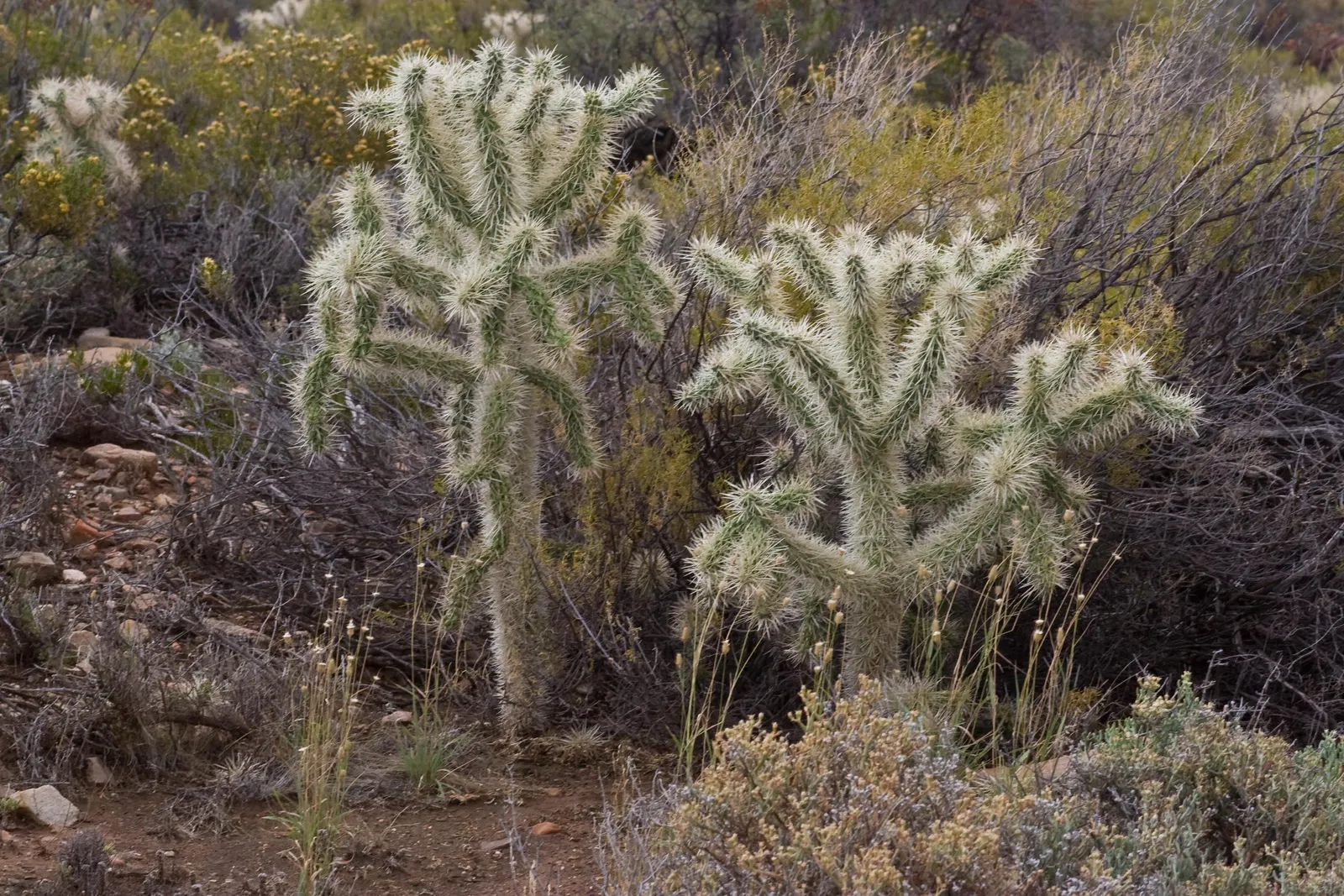 Jumping Cactus, Chainfruit Cholla (Opuntia Fulgida) — making it an excellent choice for low-water use gardens and xeriscape designs