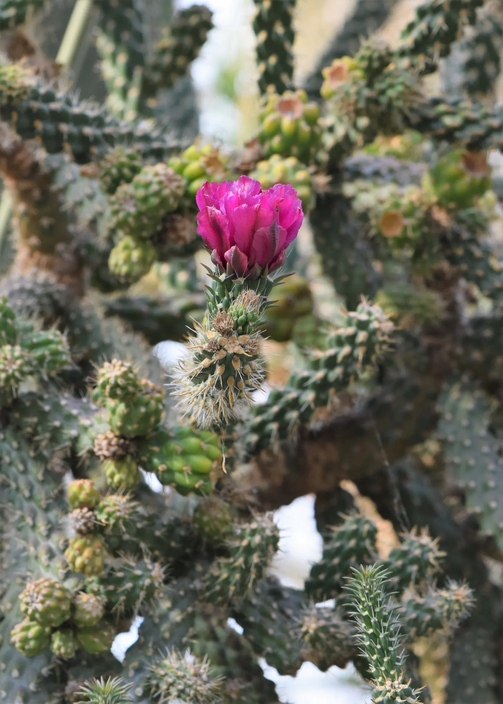 Jumping Cactus, Chainfruit Cholla (Opuntia Fulgida) — each ranging from 1 to 1.5 inches in diameter