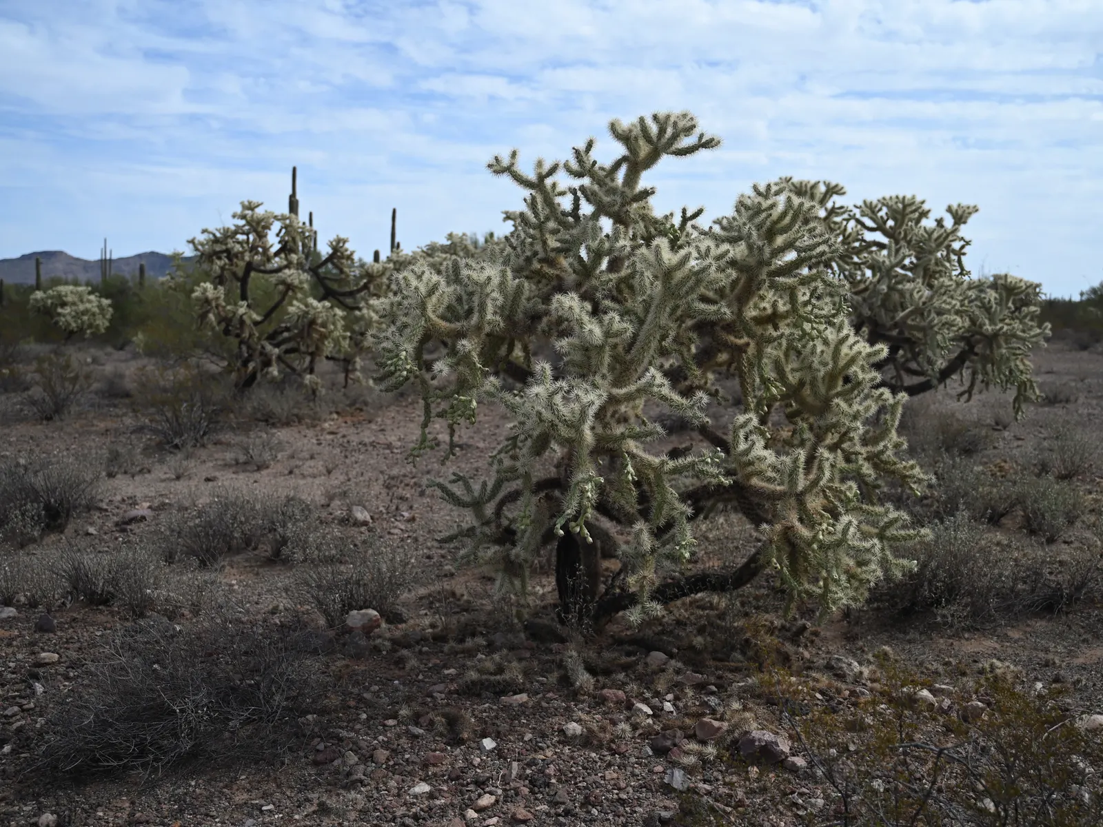 Jumping Cactus, Chainfruit Cholla (Opuntia Fulgida) — careful handling is recommended.<br><br>When educating clients