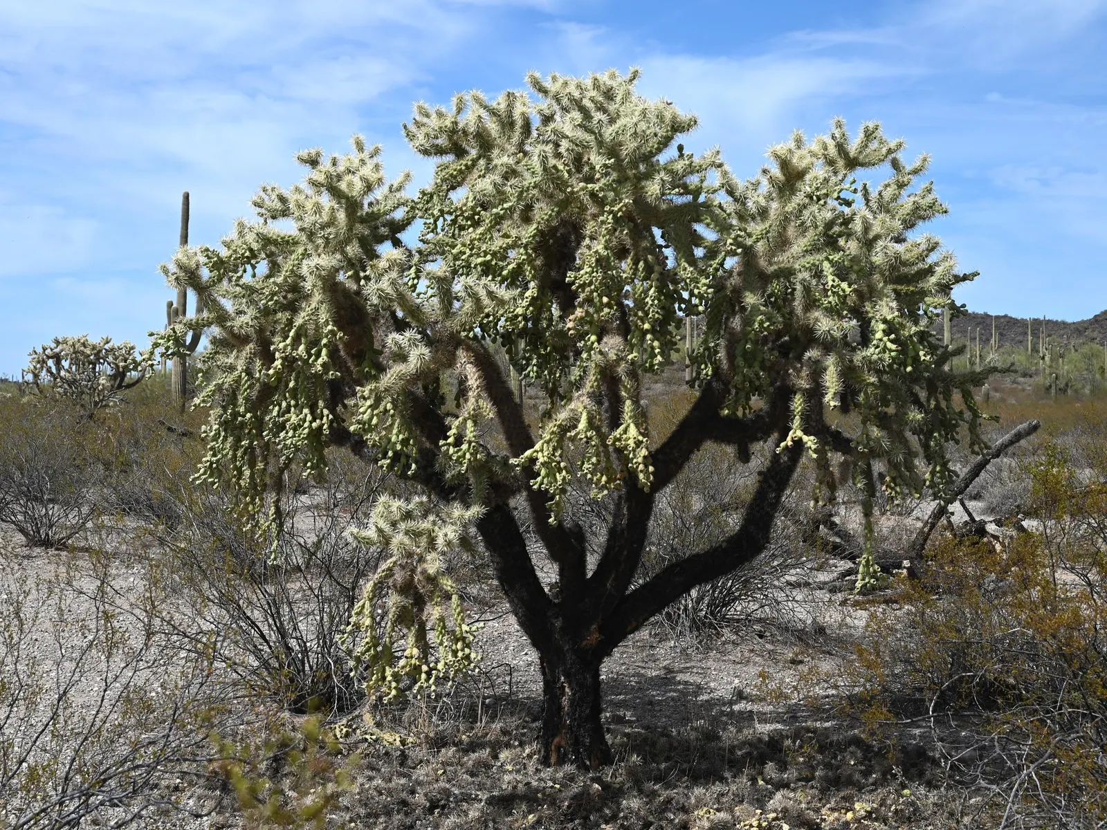 Jumping Cactus, Chainfruit Cholla (Opuntia Fulgida) — Handle with care due to its barbed spines that easily attach; it propagates easily from stem cuttings