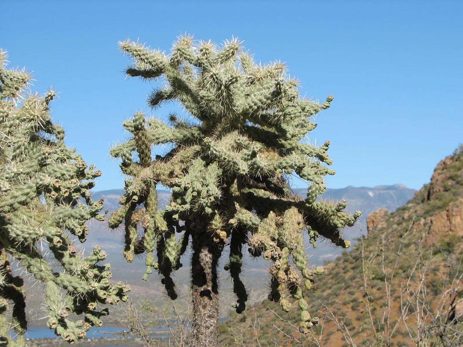 Jumping Cactus, Chainfruit Cholla (Opuntia Fulgida) — Handle with care due to its barbed spines that easily attach