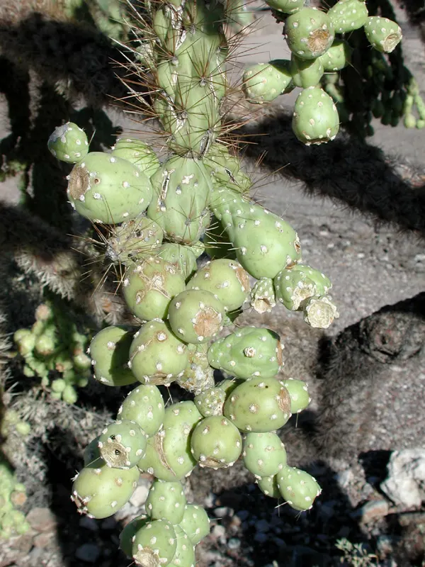 Jumping Cactus, Chainfruit Cholla (Opuntia Fulgida) — creating an unusual and captivating display.<br><br>For the landscape architect