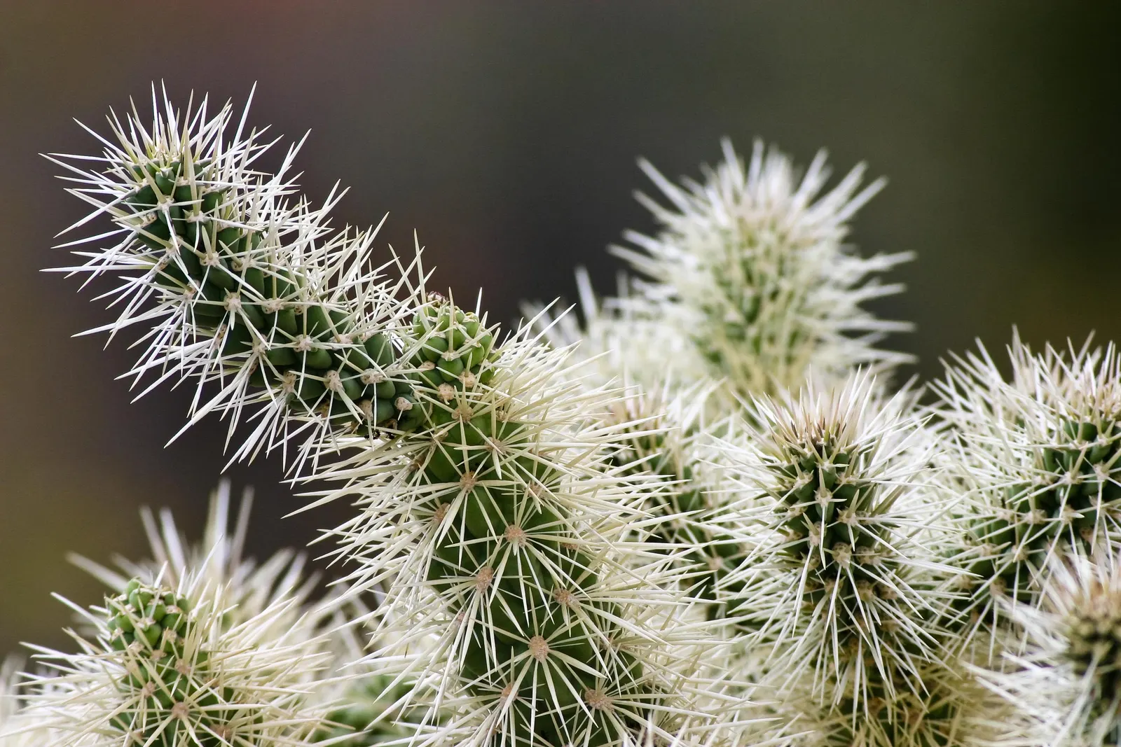 Jumping Cactus, Chainfruit Cholla (Opuntia Fulgida) — it\'s vital to note that this cactus requires well-drained soil and thrives in full sun exposure