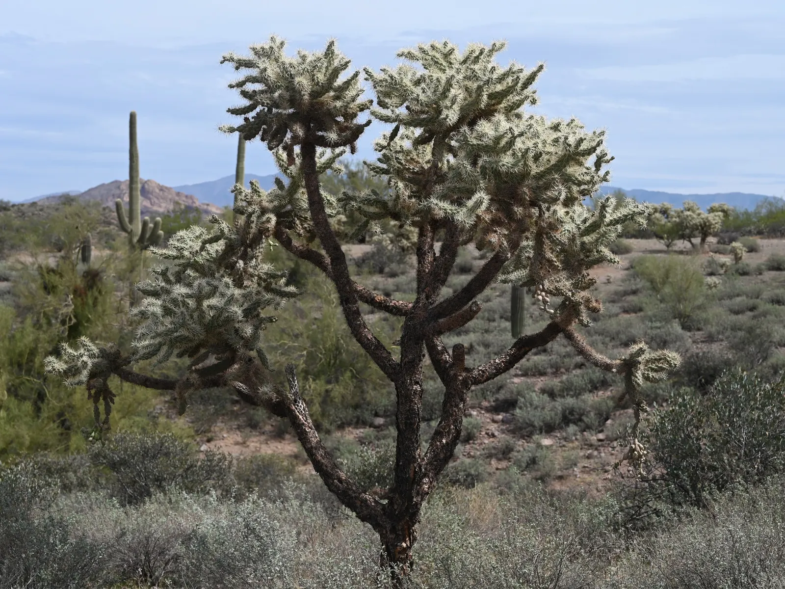 Jumping Cactus, Chainfruit Cholla (Opuntia Fulgida) — is a highly distinctive cactus native to the Sonoran Desert region