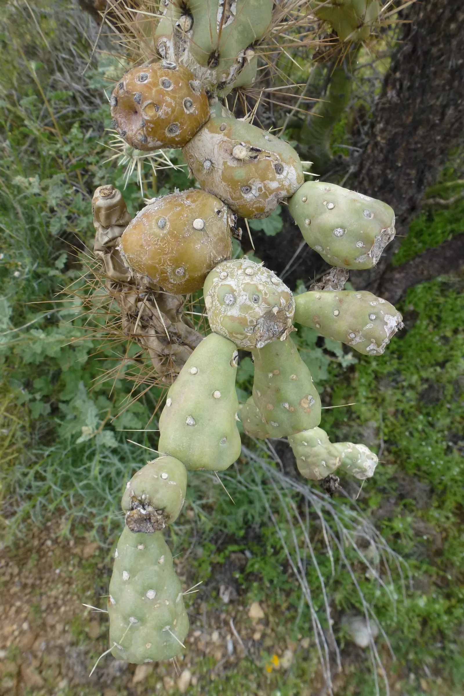 Jumping Cactus, Chainfruit Cholla (Opuntia Fulgida) — The plant thrives under full sunlight and in well-draining soil; each ranging from 1 to 1.5 inches in