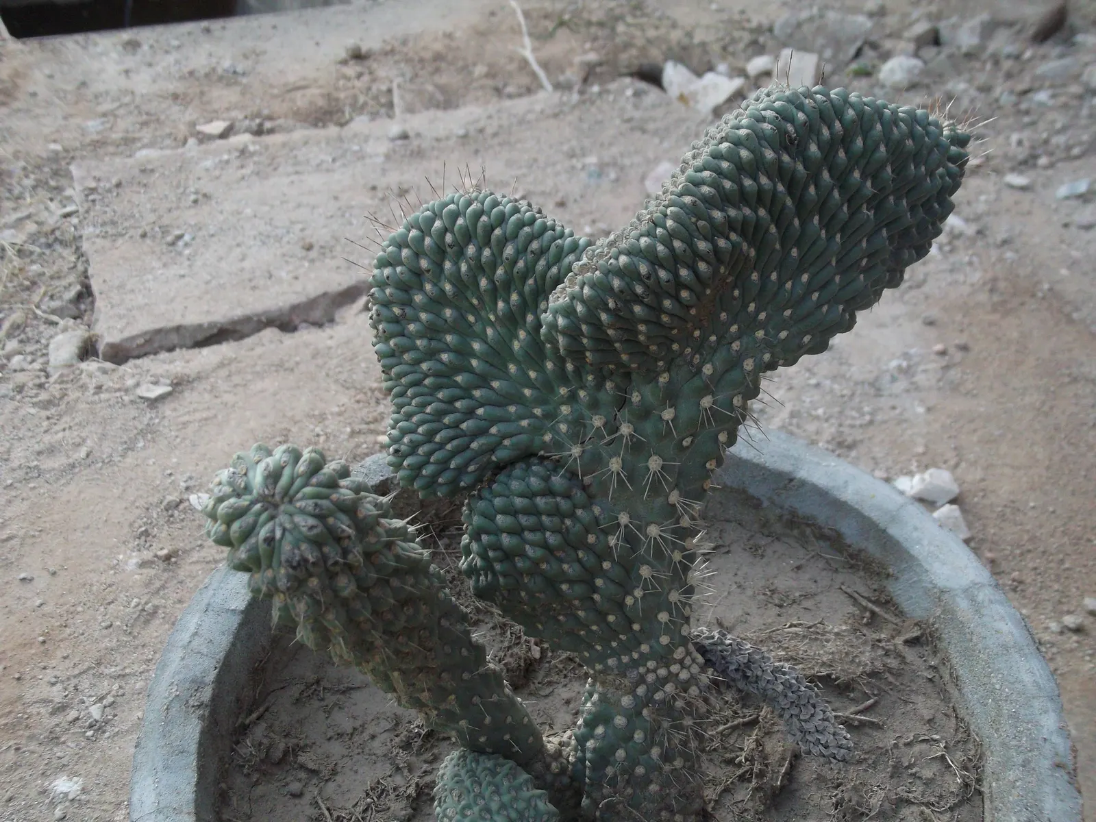 Jumping Cactus, Chainfruit Cholla (Opuntia Fulgida) — scientifically known as Opuntia fulgida; each ranging from 1 to 1.5 inches in diameter