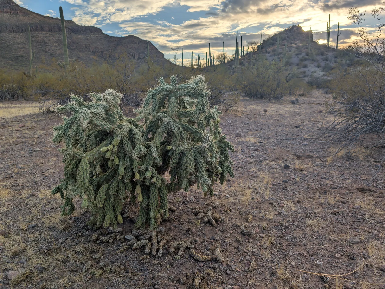 Jumping Cactus, Chainfruit Cholla (Opuntia Fulgida) — Hardy to 10&deg;F, it's a low-water-use plant perfect for xeriscapes, image 25