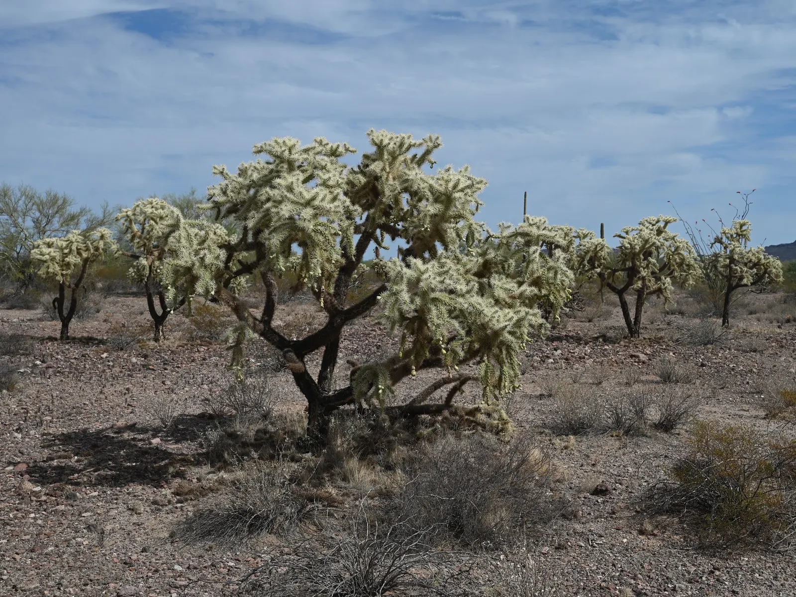 Jumping Cactus, Chainfruit Cholla (Opuntia Fulgida) — the Opuntia fulgida is notable for its characteristic segmented branches and dense covering, image 29