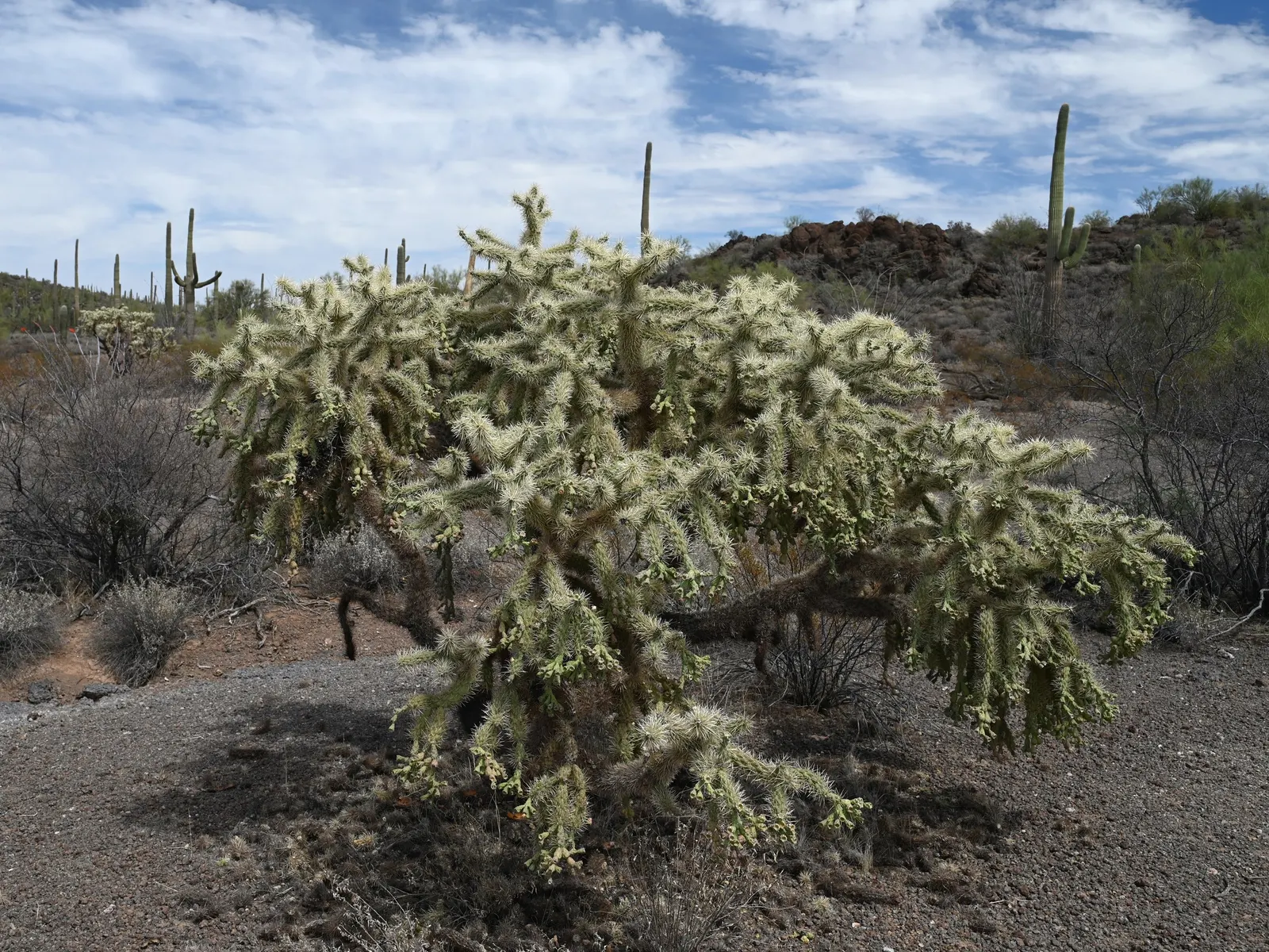 Jumping Cactus, Chainfruit Cholla (Opuntia Fulgida) — the Opuntia fulgida is notable for its characteristic segmented branches and dense covering of spines