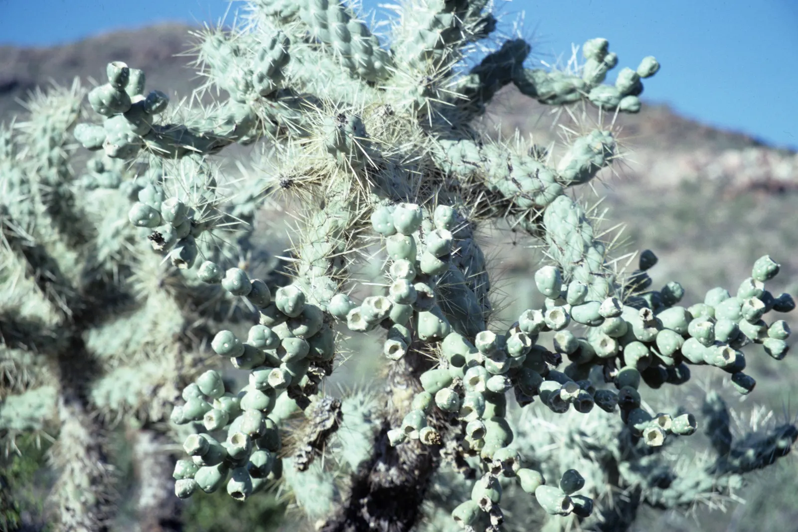 Jumping Cactus, Chainfruit Cholla (Opuntia Fulgida) — but due to its spiny nature