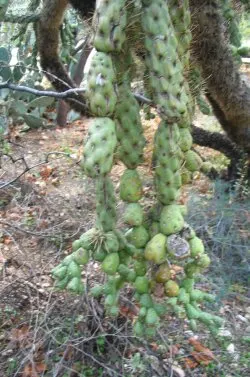 Jumping Cactus, Chainfruit Cholla (Opuntia Fulgida) — scientifically known as Opuntia fulgida