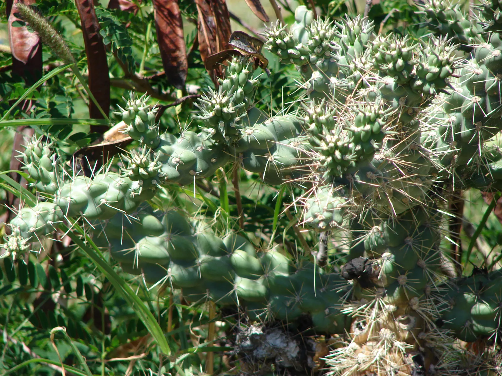 Jumping Cactus, Chainfruit Cholla (Opuntia Fulgida) — Its branches exhibit a cascading chain of hanging fruits year-round, giving it a distinctive appearance