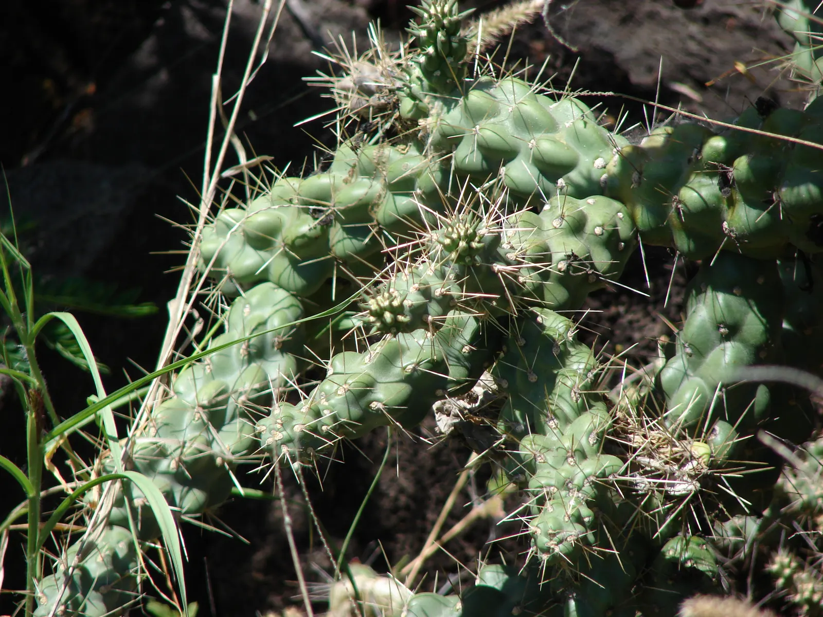 Jumping Cactus, Chainfruit Cholla (Opuntia Fulgida) — which hangs in chained clusters