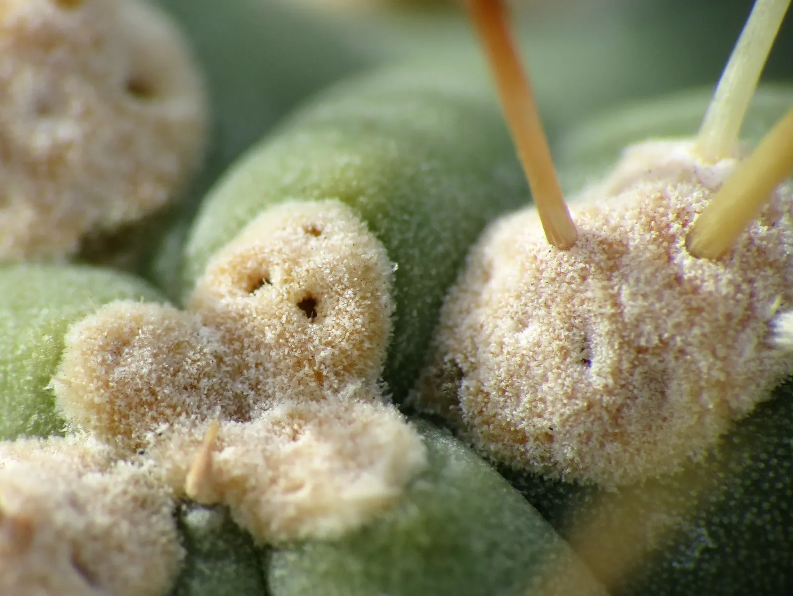 Jumping Cactus, Chainfruit Cholla (Opuntia Fulgida) — which have a remarkable tendency to \'jump\' or attach to passersby with the slightest touch
