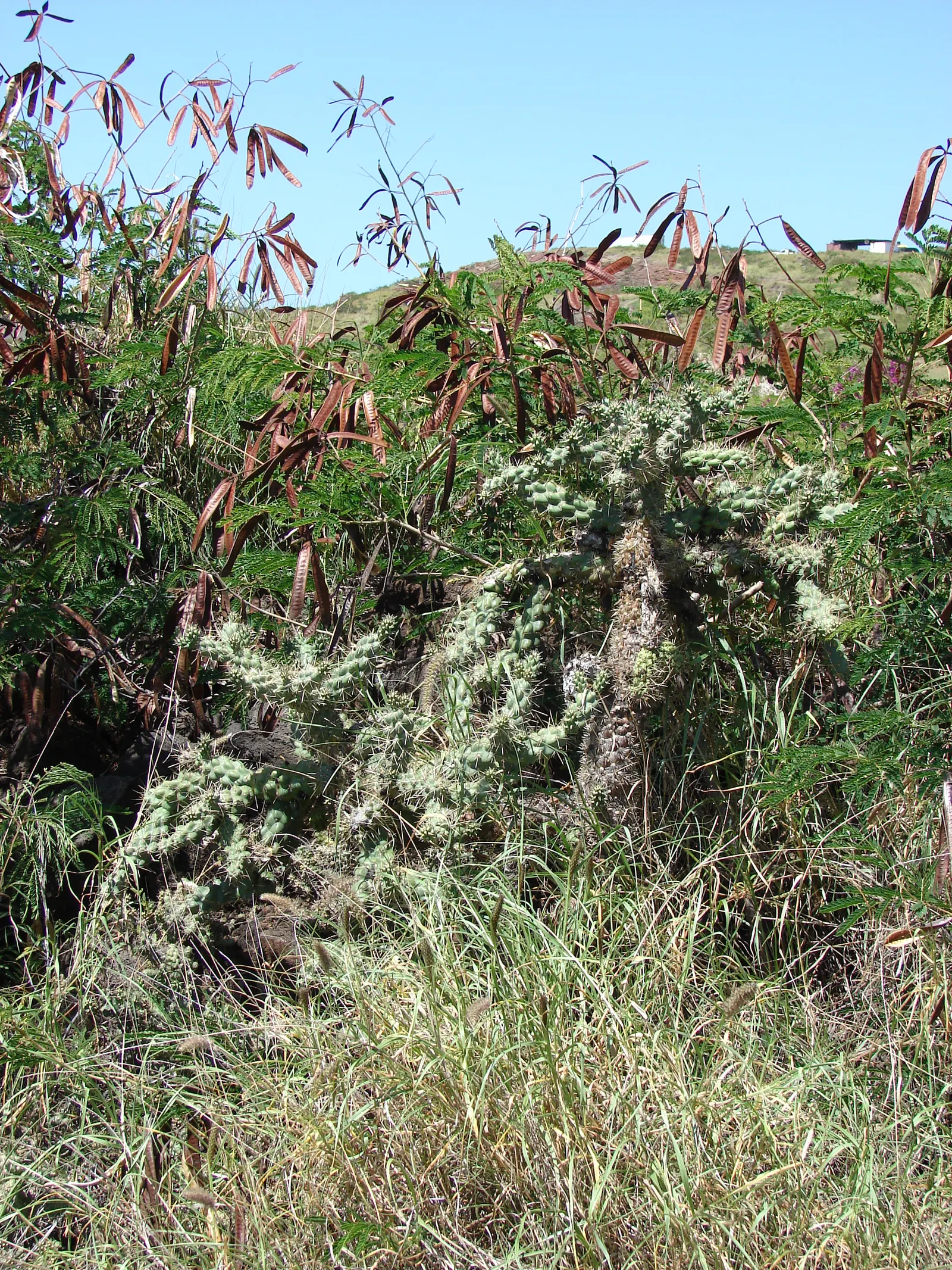Jumping Cactus, Chainfruit Cholla (Opuntia Fulgida) — the cactus produces its fruit