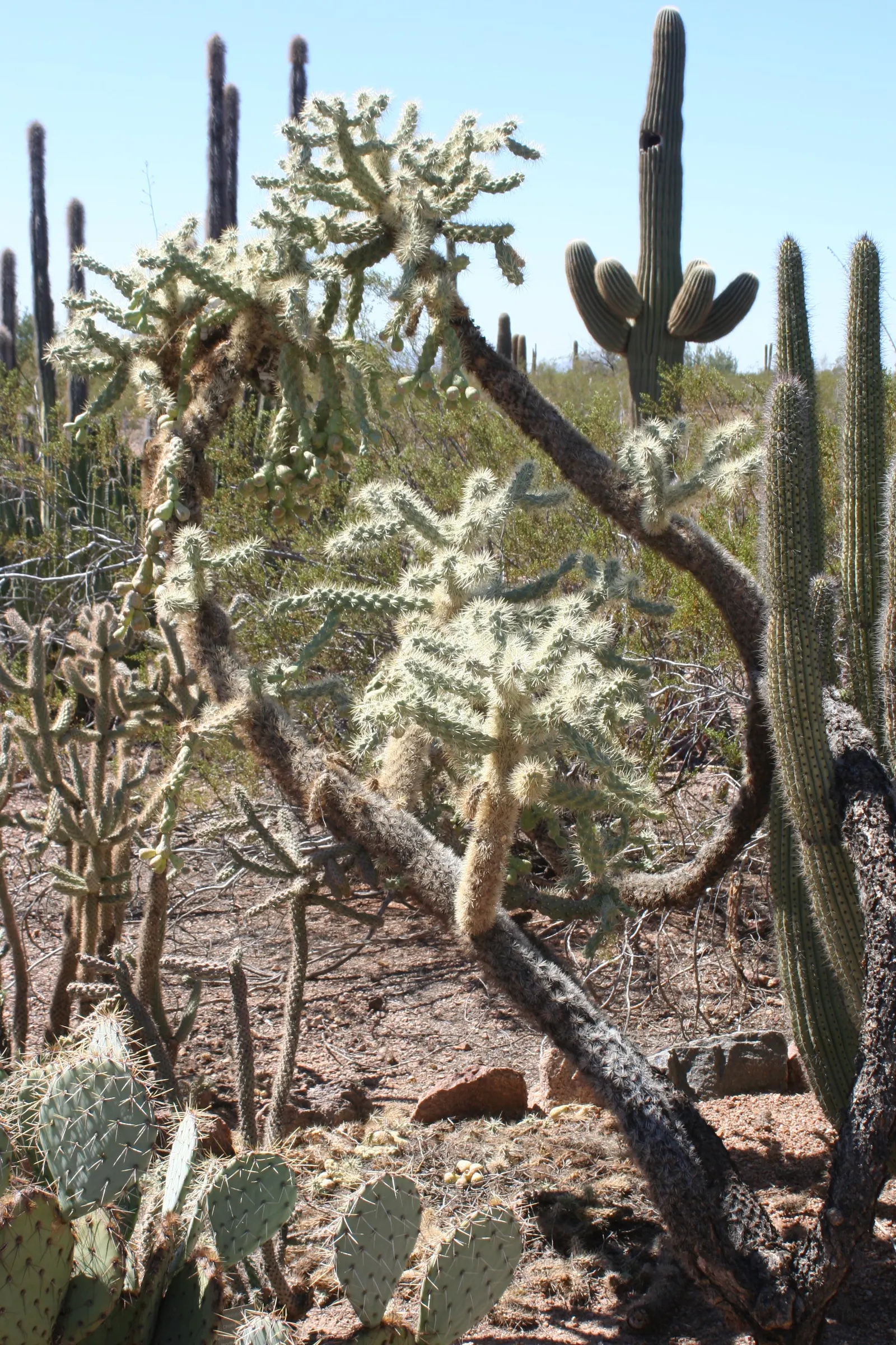 Jumping Cactus, Chainfruit Cholla (Opuntia Fulgida) — often colloquially referred to as the Jumping Cactus; hardy to 10&deg;F, it's a low-water-use plant