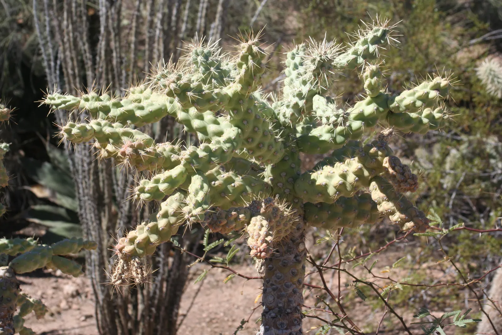 Jumping Cactus, Chainfruit Cholla (Opuntia Fulgida) — is a highly distinctive cactus native to the Sonoran Desert region; it propagates easily from stem