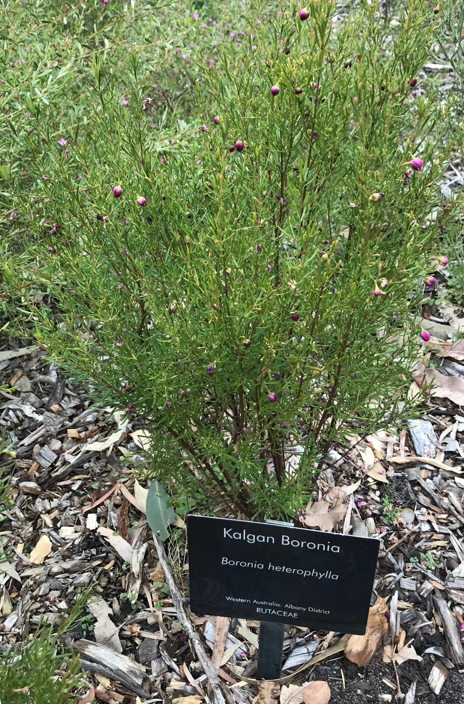 Red Boronia (Boronia Heterophylla) — Red Boronia blooms predominantly in the spring and summer months