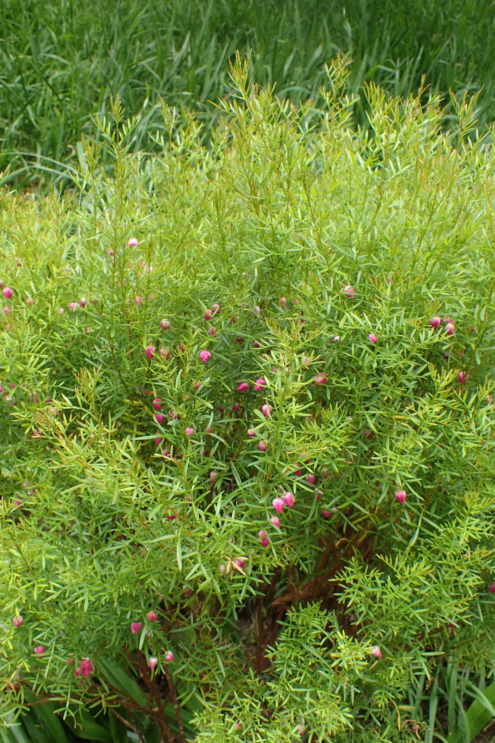 Red Boronia (Boronia Heterophylla) — This elegant plant typically reaches heights of 3 to 5 feet
