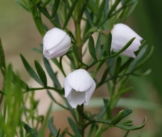 Red Boronia (Boronia Heterophylla) — a striking addition to any ornamental garden