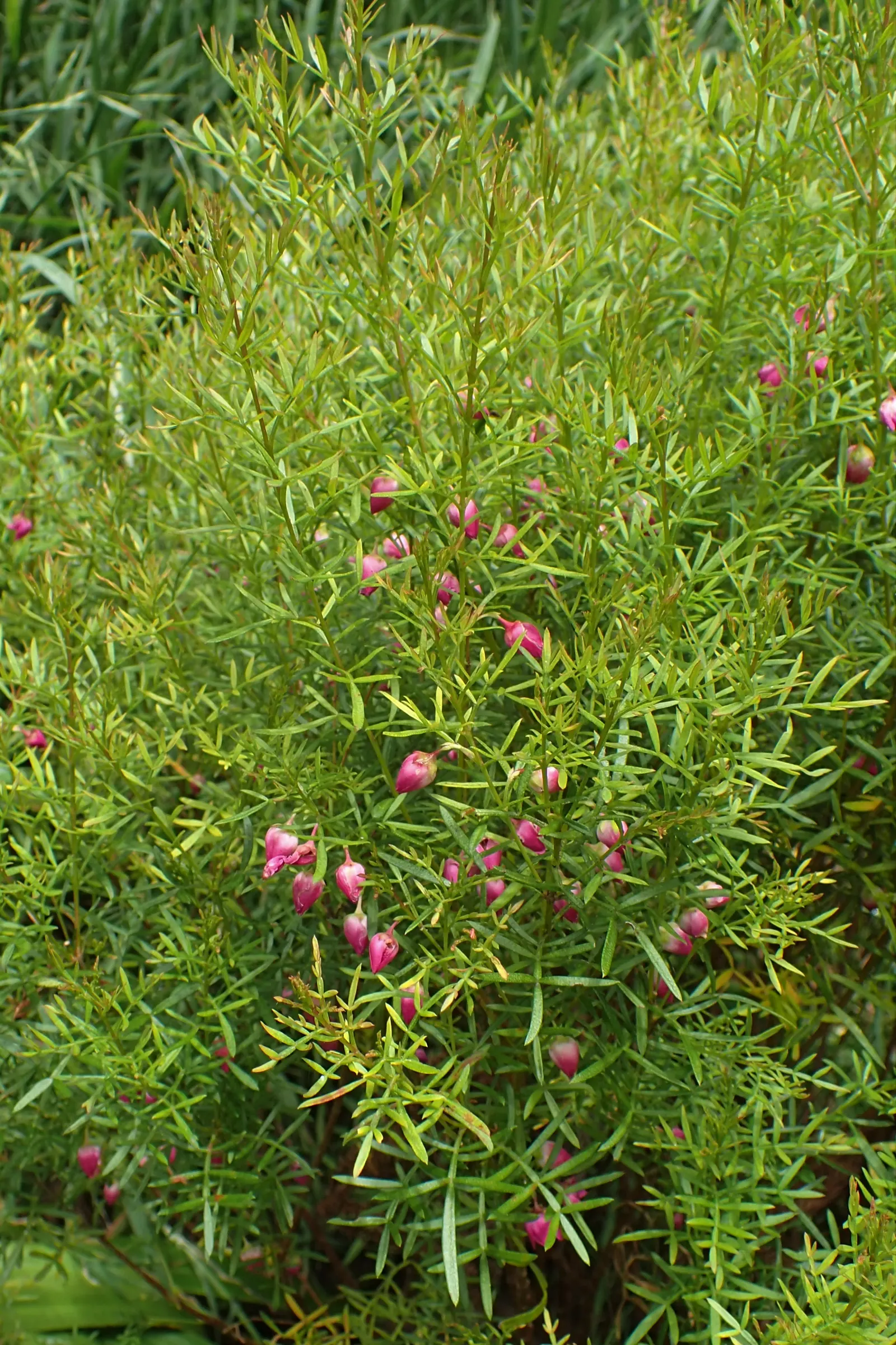 Red Boronia (Boronia Heterophylla) — evergreen shrub native to the coastal regions of Western Australia