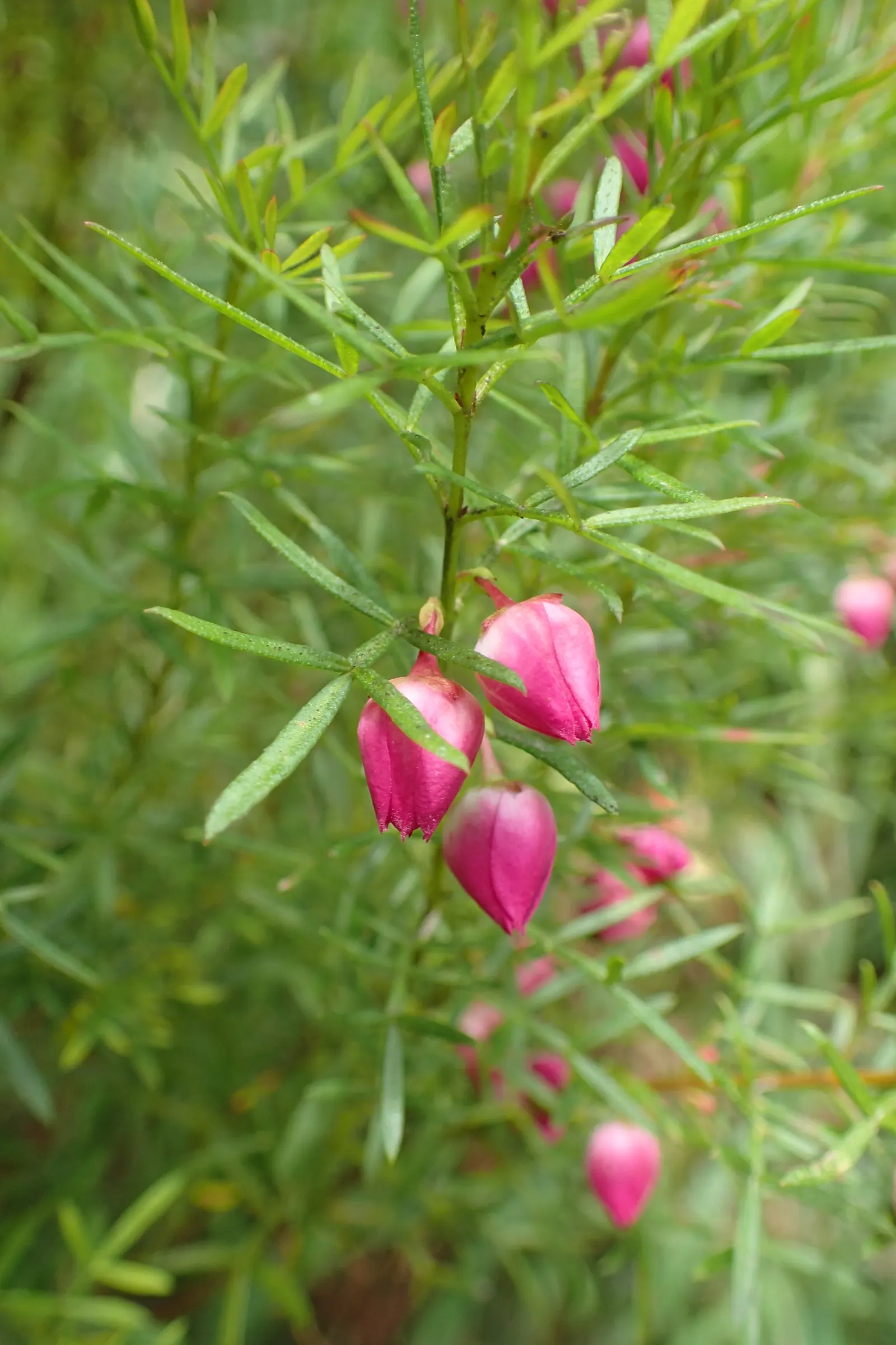 Red Boronia (Boronia Heterophylla) — with a spread of 2 to 3 feet