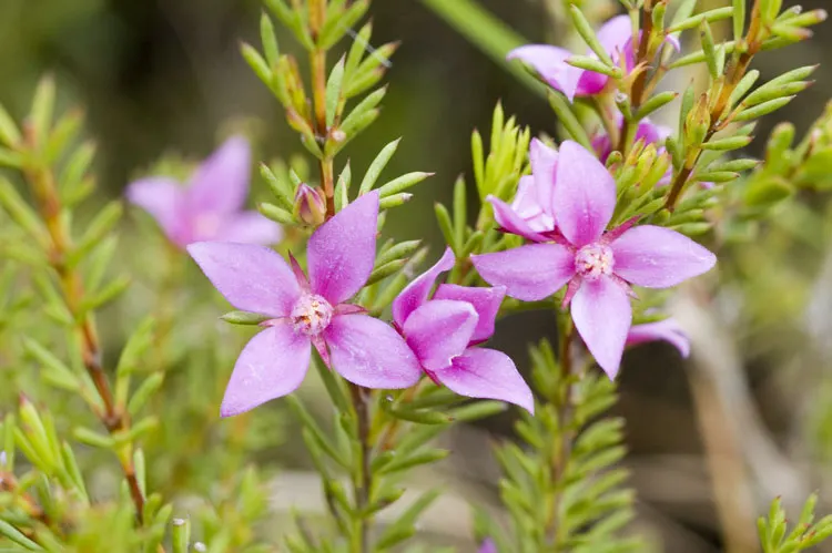 Red Boronia (Boronia Heterophylla) — This ornamental shrub features striking