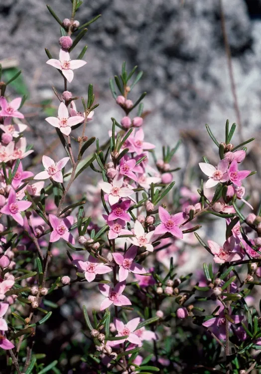 Red Boronia (Boronia Heterophylla) — Red Boronia (Boronia heterophylla) is an evergreen Australian native standing at 3-6 feet tall
