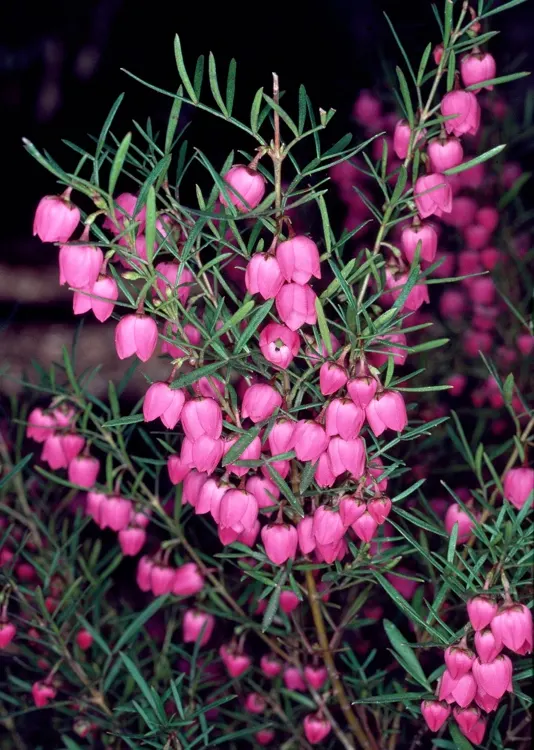 Red Boronia (Boronia Heterophylla) — Ideal for borders and scented gardens, it brings vibrant color and a delightful aroma to any landscape design