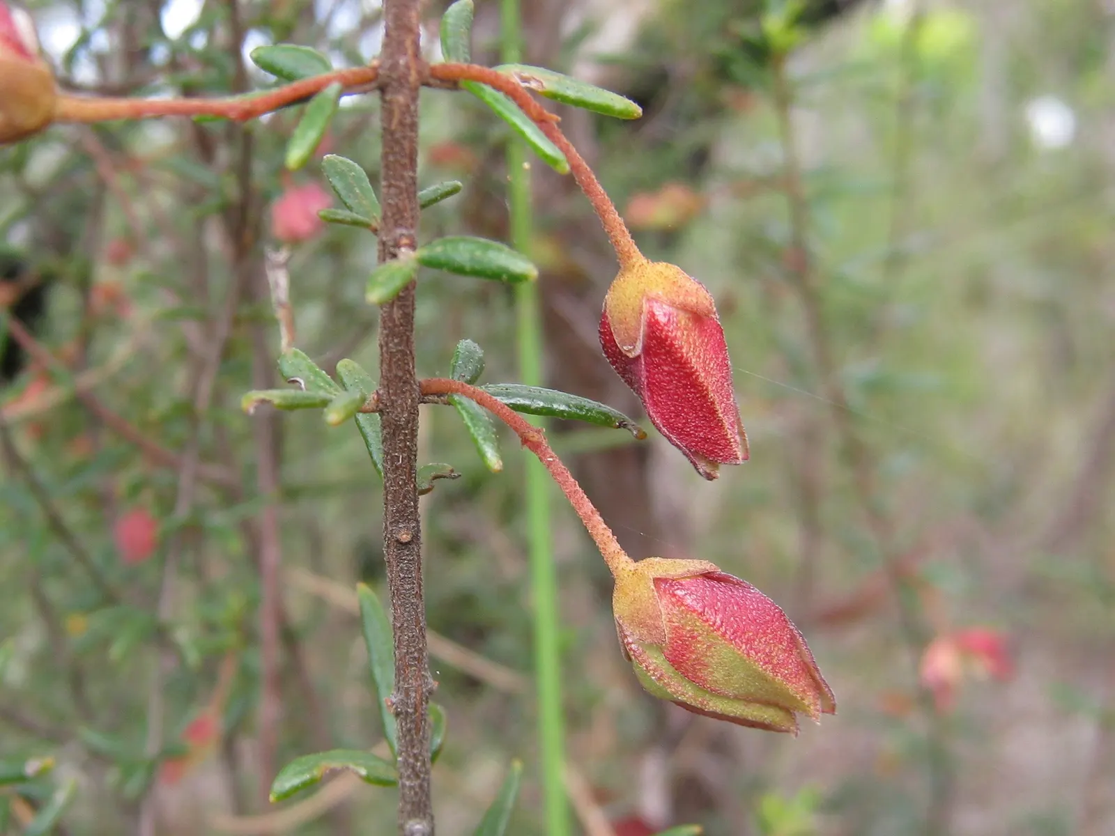 Red Boronia (Boronia Heterophylla) — It requires well-draining, acidic soil and thrives in partial shade to full sun