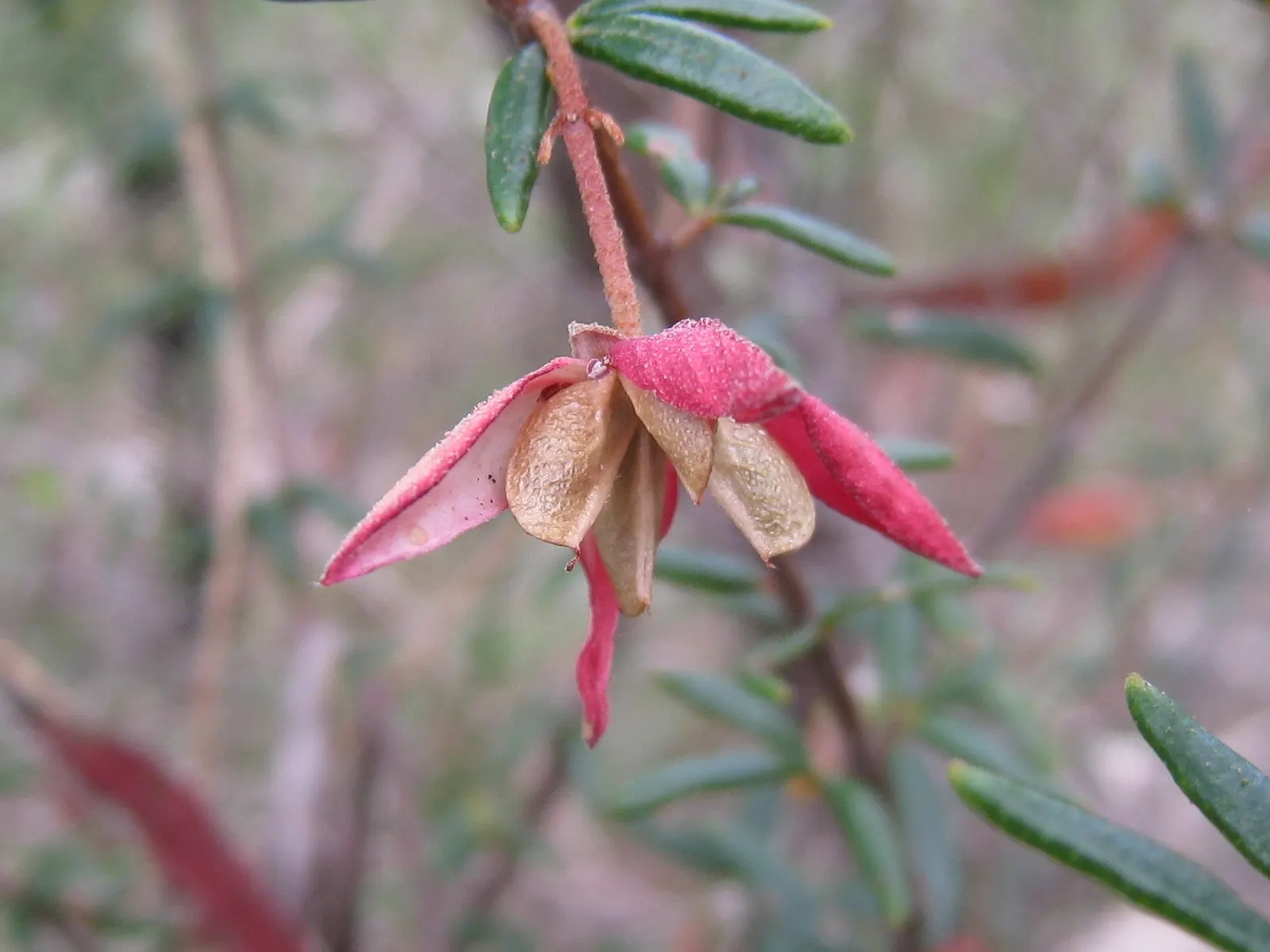 Red Boronia (Boronia Heterophylla) — Regular watering and protection from strong winds maximize health
