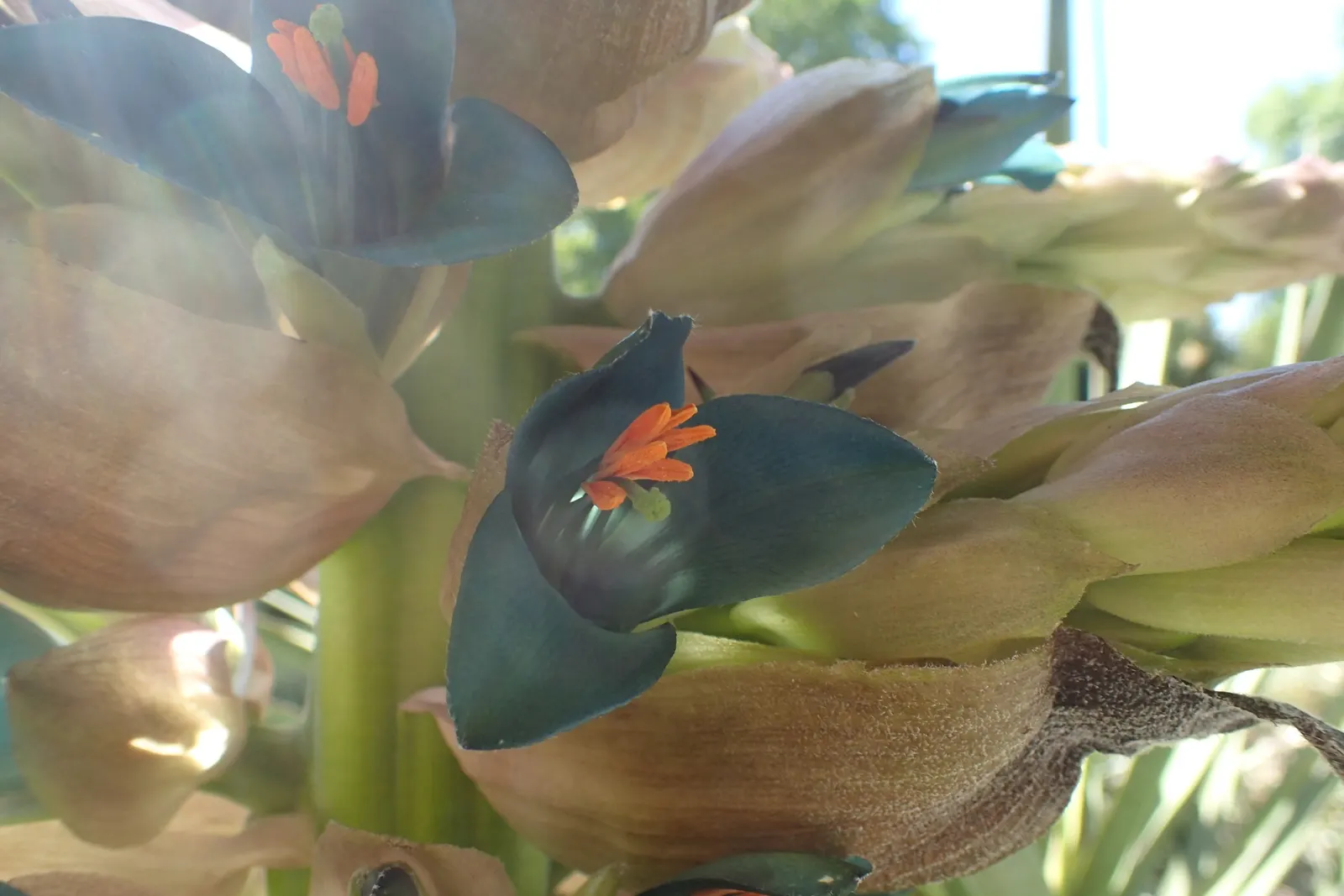 Sapphire Tower (Puya Alpestris) — and spiky leaves that can reach a width of up to 2 feet and a height between 1.5-3 feet; it features a rosette of, image 67